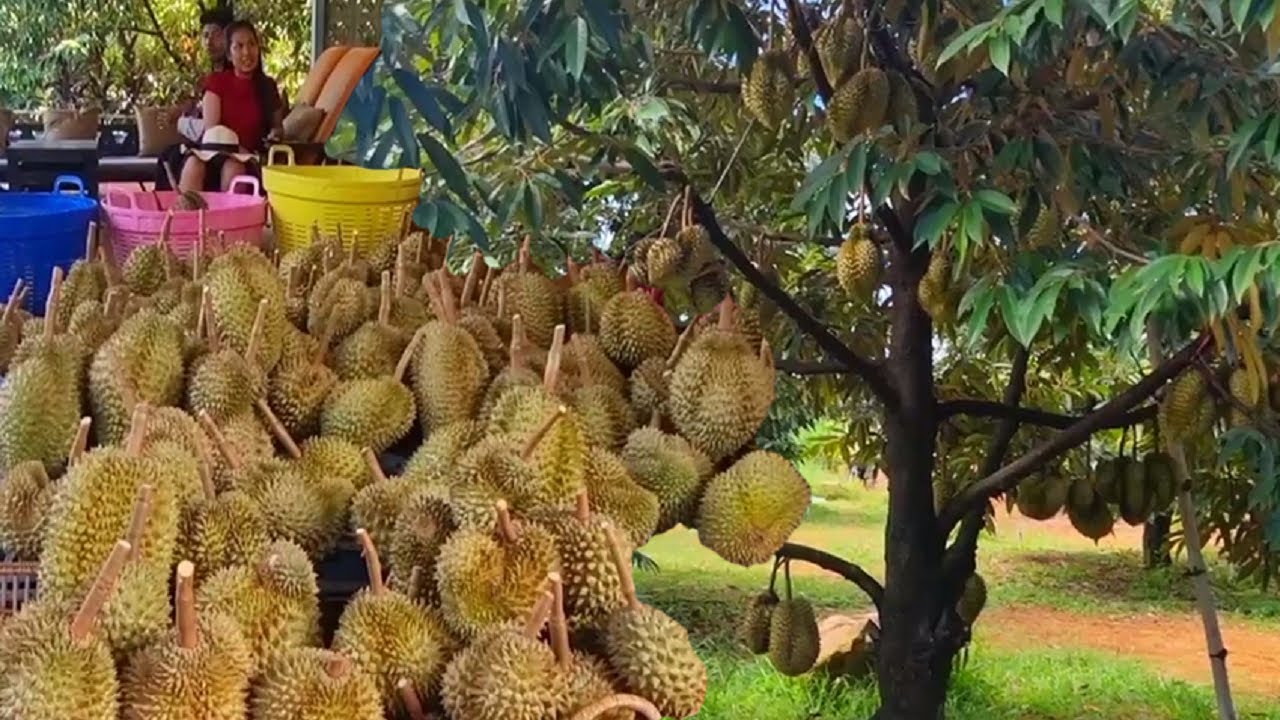 Harvesting durian according to demand in Cambodia is truly natural