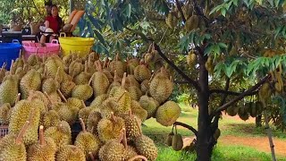 Download Lagu Harvesting durian according to demand in Cambodia is truly natural MP3