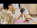 初めて見るドライヤーに対して、猫のように威嚇しまくるゴルパピだいふく【ゴールデンレトリバーとミニチュアダックスフンド】