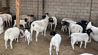Dexqondan 120-Ta Juda Arzon Dorper Qoylar 97-187-14-12