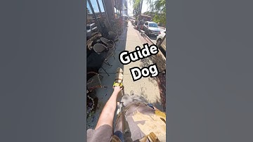 Guide Dog Navigates A Busy Outdoor Seating Area #guidedog #dog #dogs