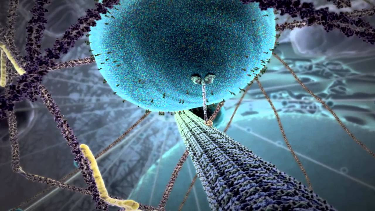 The Inner Life of the Cell Animated by John Liebler