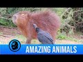 Vulture Eats Ticks Off Capybara