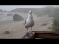 Feeding the Seagull