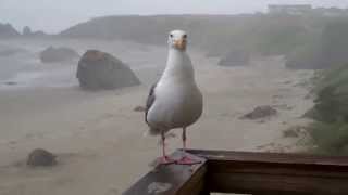 Feeding the Seagull