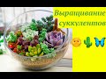 СУККУЛЕНТЫ : КАК ВЫРАЩИВАТЬ и РАЗМНОЖАТЬ #КАКТУС #СУККУЛЕНТ #ХАВОРТИЯ #ЭЧЕВИЕРИЯ #119 #oldenburgru