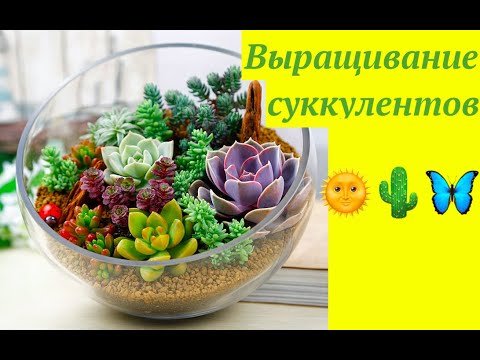 Видео: Выращивание суккулентов на юге: время посадки суккулентов в южных регионах