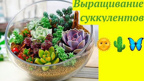 СУККУЛЕНТЫ : КАК ВЫРАЩИВАТЬ и РАЗМНОЖАТЬ #СУККУЛЕНТ  #КАКТУС  #ХАВОРТИЯ #ЭЧЕВИЕРИЯ  #oldenburgru#118