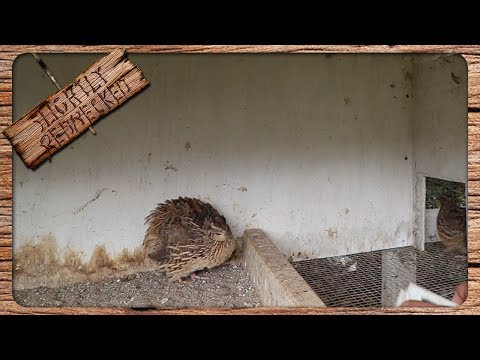 Video: Kdy pytláci kladou vajíčka?