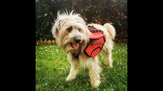 Nino Teste Le Harnais Sac De Bât Pro Kn1 Active Trail Pour Chien