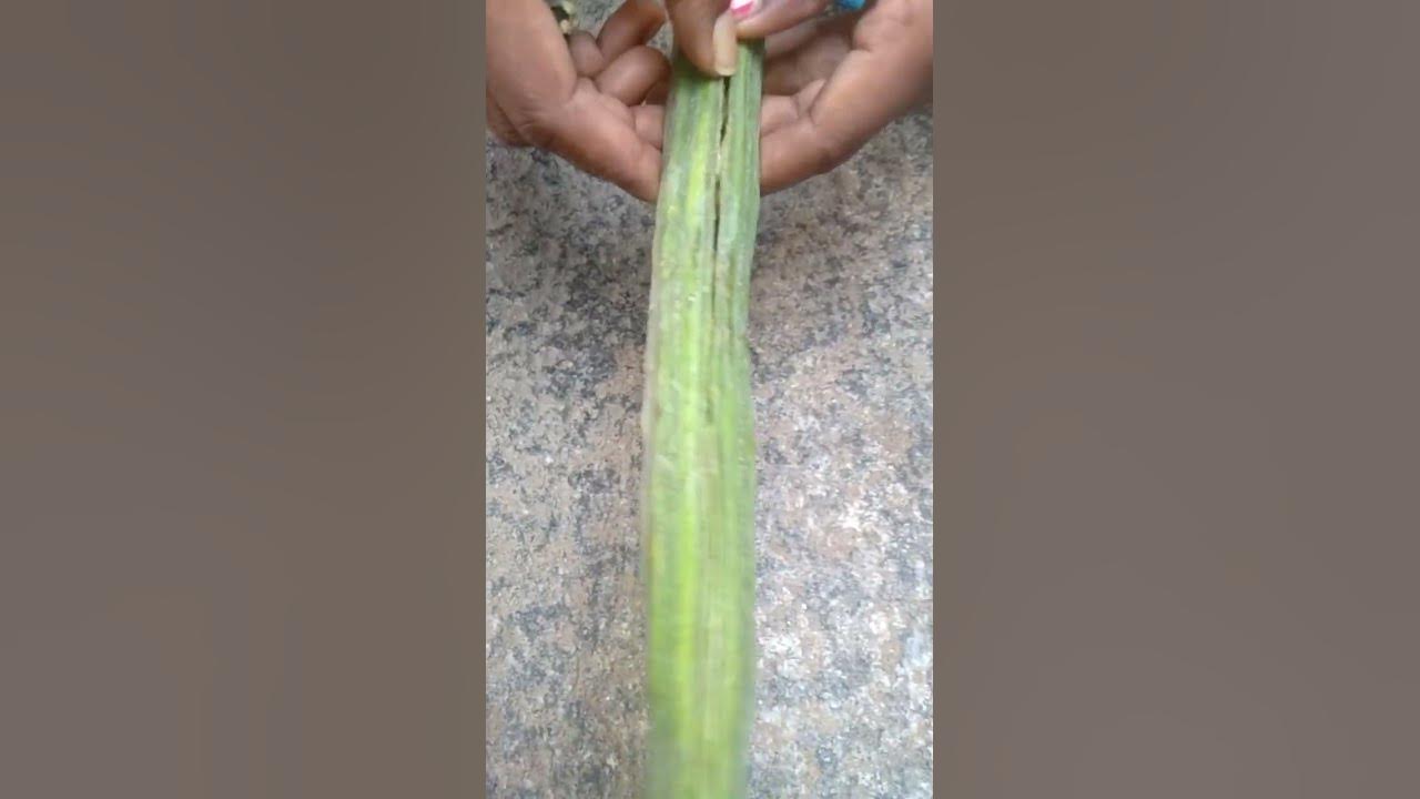 Drumsticks seeds YouTube