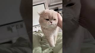 Orange cat behavior at its finest ๐๐ฑ