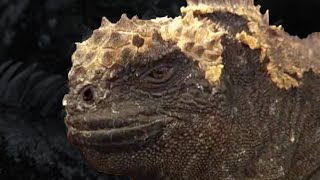 Sneezing Free Diving Iguanas | Dive Galapagos | BBC Earth