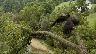 Decorah Eagles Eaglets- Some Fast Flying And Squees