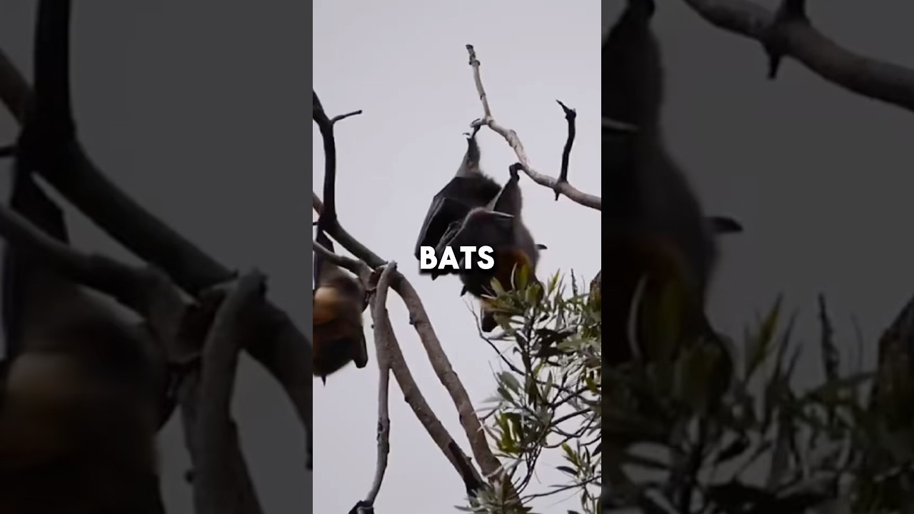 Most People Don’t Know This About Bats 😳 