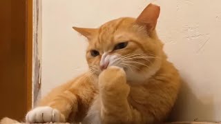 Funny cats | The most interesting pets video | 2023 #3