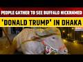 Viral Albino Buffalo Nicknamed ‘Donald Trump’ Draws Huge Crowd in Bangladesh Ahead of Eid al-Adha
