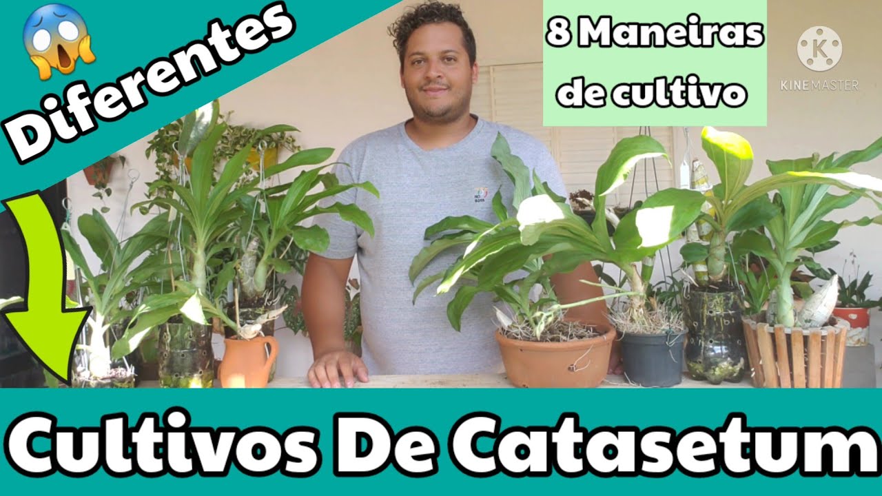 8 MANEIRAS DE CULTIVAR  CATASETUM