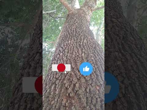 ای کاش فیلم کاملی از این درخت زیبا و تنومندو کهن سال گرفته بودم