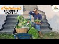 Ep 3  part 1  theharvest at aanandaa permaculture farm winter veggies