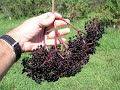 Growing Elderberries in Missouri