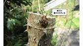 タラノメざんまい ただし 枝の剪定 Vlog 010 Youtube タラノメざんまい ただし 枝の剪定 Vlog 010 Youtube
