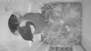 2024-05-30 Vienna - Double Blessing: Great Tit's Second Egg Laid at Dawn