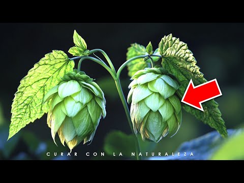 Hops: Benefits, Uses, Contraindications, What It's For, Medicinal Properties for Your Health