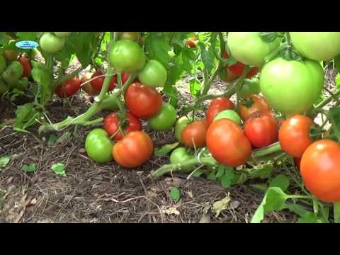 Video: Tomato Fatima: lajikkeen kuvaus, ominaisuudet, kasvuominaisuudet