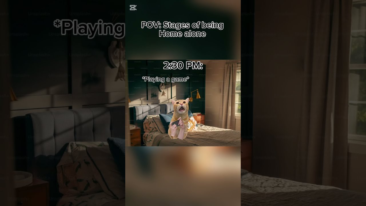 POV Stages Of Being Home Alone Catmemes Funny Viral Cat