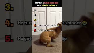 Ranking funniest dogs ever (2026 edition)