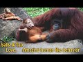 cute orangutan | Look at their love.  Lovable than Human  (Sally and Tao update2020)