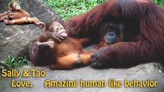 cute orangutan | Look at their love.  Lovable than Human  (Sally and Tao update2020)