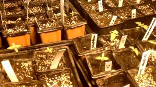Harvest Time: H2o Flushing