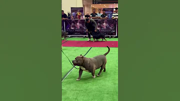 Gaiting American Bully Shorts Dog 