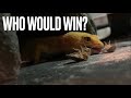 Leopard Gecko vs Dubia Roach (Dinner Fight)