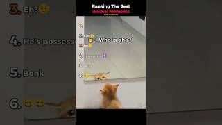 Ranking The Best Animal Moments (Cats Vs Mirrors)