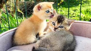 Baby kitten carefully washes his dirty brother's ears