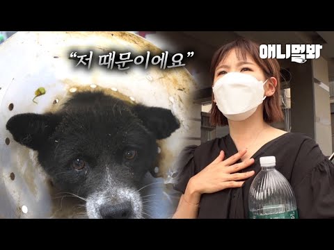 “모든 게 저 때문이에요” 넥카라를 한 떠돌이 강아지 앞에 나타난 한 여자ㅣA Stray Dog <strong>Appeared</strong> With A Cone Around His Neck One <strong>Day</strong>