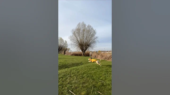 Whippet easily jumped 3 meters #slowmo  #whippet #dog