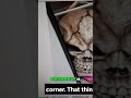 That Skull is INSANE #StorageHunting #AuctionFlip