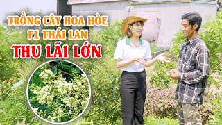 Mô Hình Trồng Cây Hoa Hoè F1 Thái Lan Năng Suất Cao - Anh Nông Dân Thái Bình Thu Lãi Lớn Phần 1