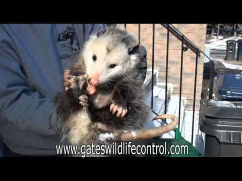 Oppossum Playing Possum Avoids Attacks
