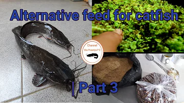 alternative feed for catfish|part 3
