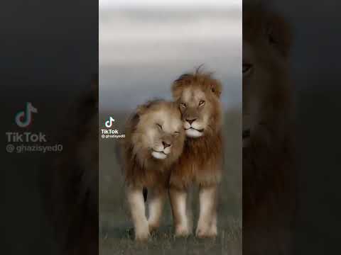 وين الاقي الهنا