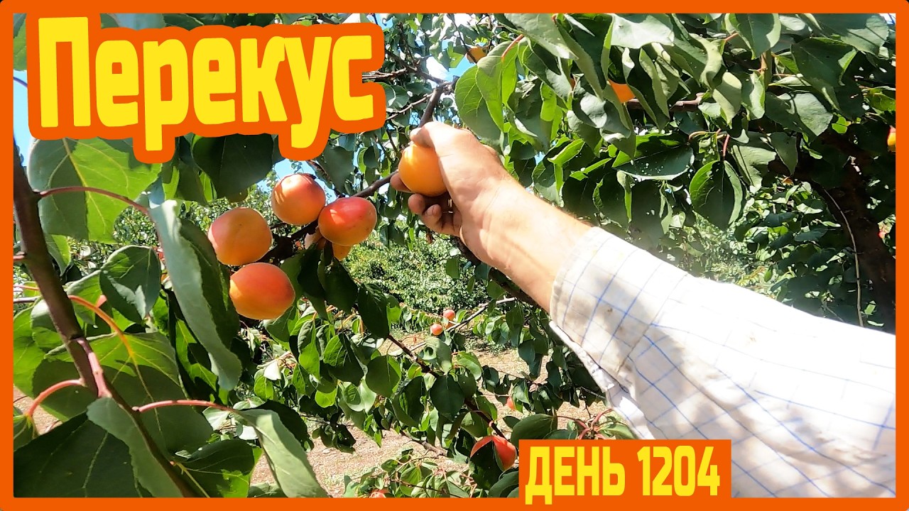 Выехал к фермеру. Подсолнух не даёт. Пересмотрел отводки. Жизнь прекрасна — День 1204