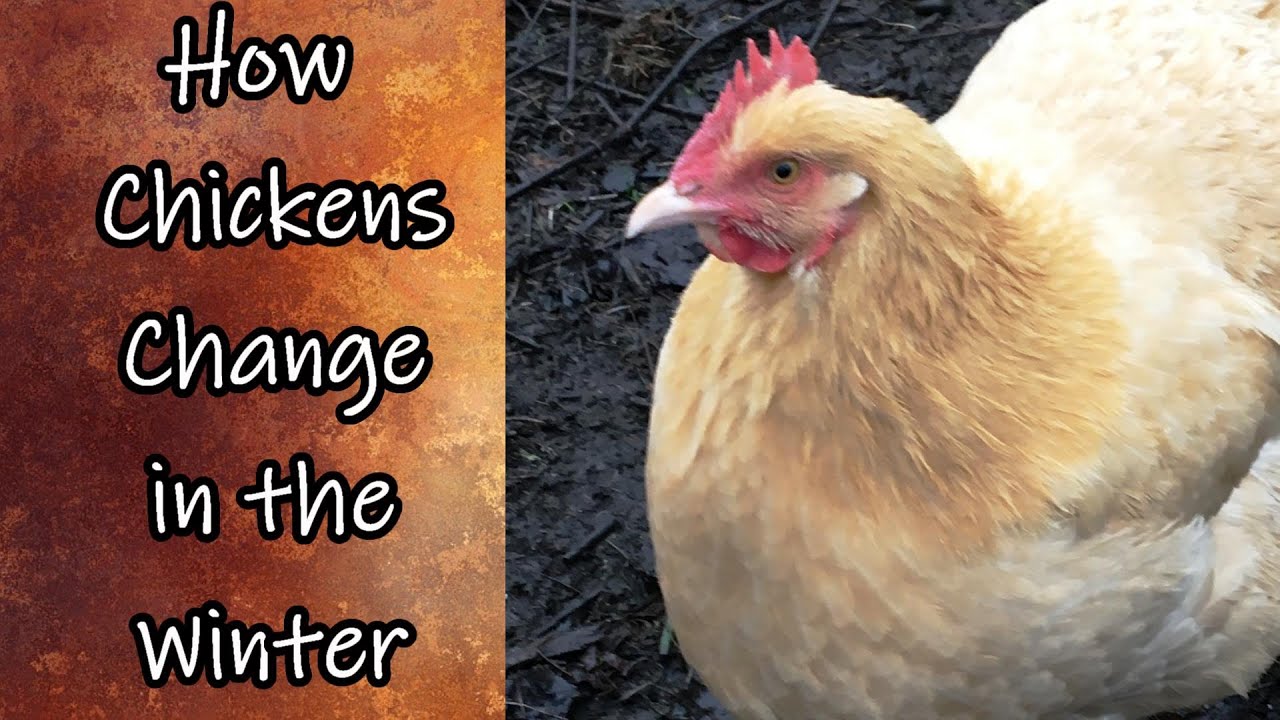Changes in Chickens in the Winter YouTube