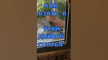 Голубь как взять в руки  #shot #shots