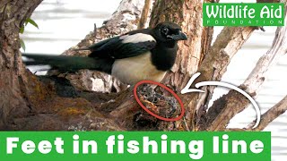 Magpie rescued from discarded fishing line