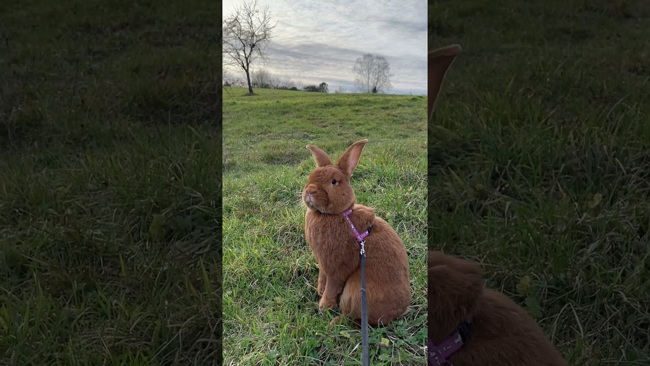 Bunny can smell the spring 